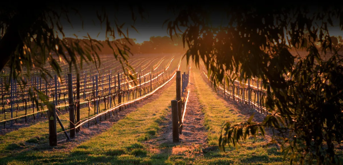 vineyardaosihasd-1536x738-1.webp