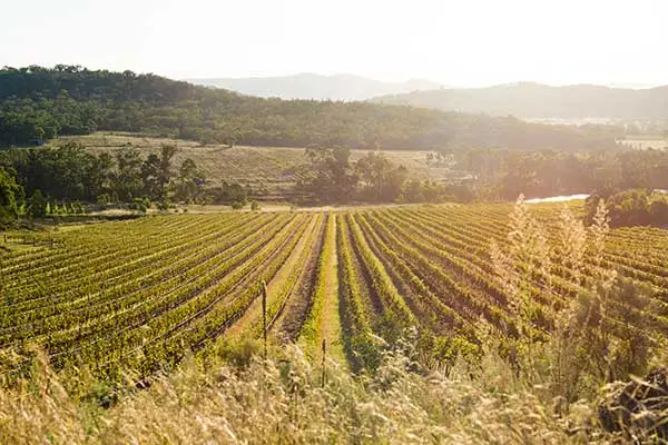 Sirromet_Vineyards_Granite_Belt_Australia_Morning_Sun.webp