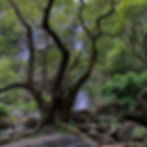 1726fb_a1caecf4310e4751a556ea9edec74fd7~mv2.jpeg copy.jpg