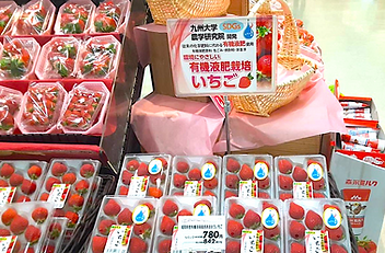 イチゴの販売写真 オリジナル.png
