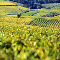 Meursanges-Vignobles-du-chablis-en-bourgogne.jpeg