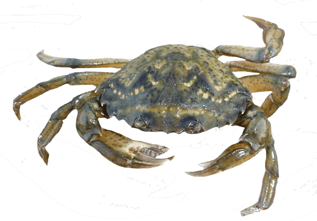 crabe vert