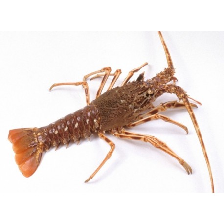 langouste