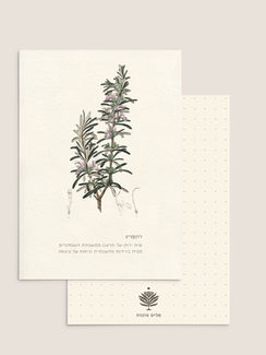 גלוית השראה רוזמרין – Botanical Inspiration Card Rosemary – איור בוטני עדין של צמח רוזמרין | Rosemary herb illustration print