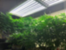 image1 (14).jpeg
