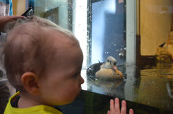 Biodome 2015