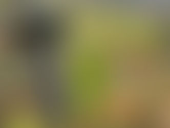 Blümchen am Strassenrand