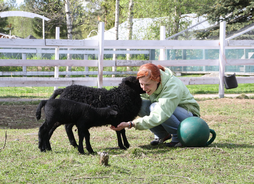 Lampaiden hoitamista