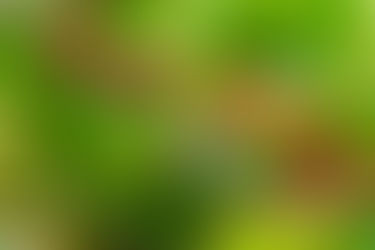 Aranis (Synsepalum dulcificum)