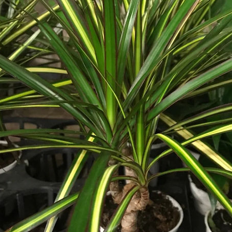 Dracaena angustifolia
