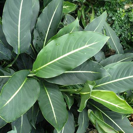 Dieffenbachia parlatorei