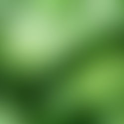 Syngonium podophyllum