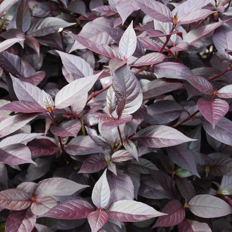 Alternanthera brasiliana