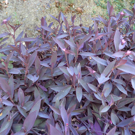 Tradescantia pallida
