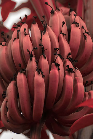 red bananas