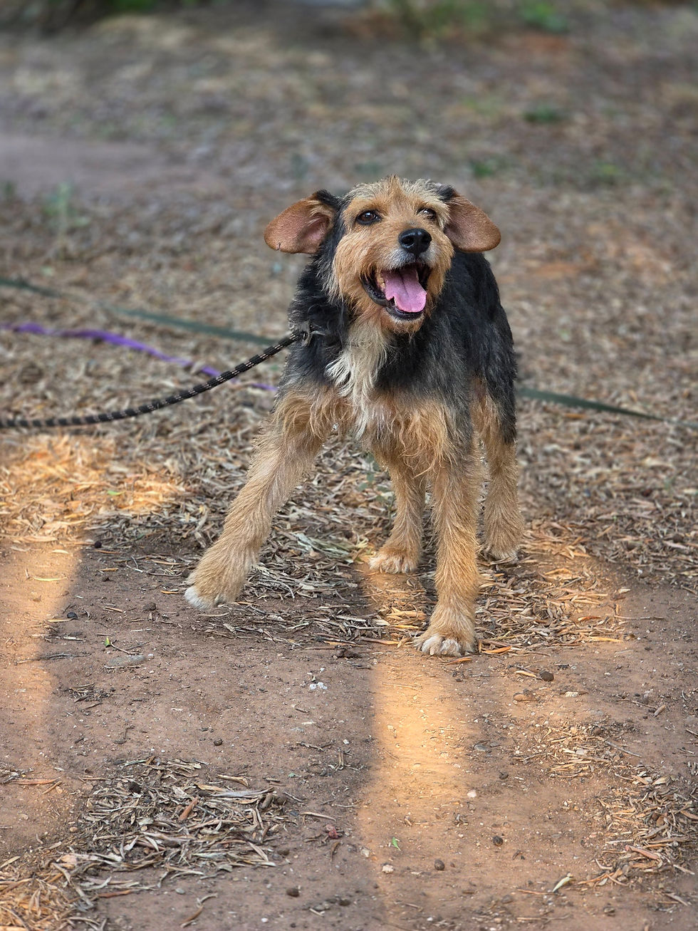 Dog Smiling