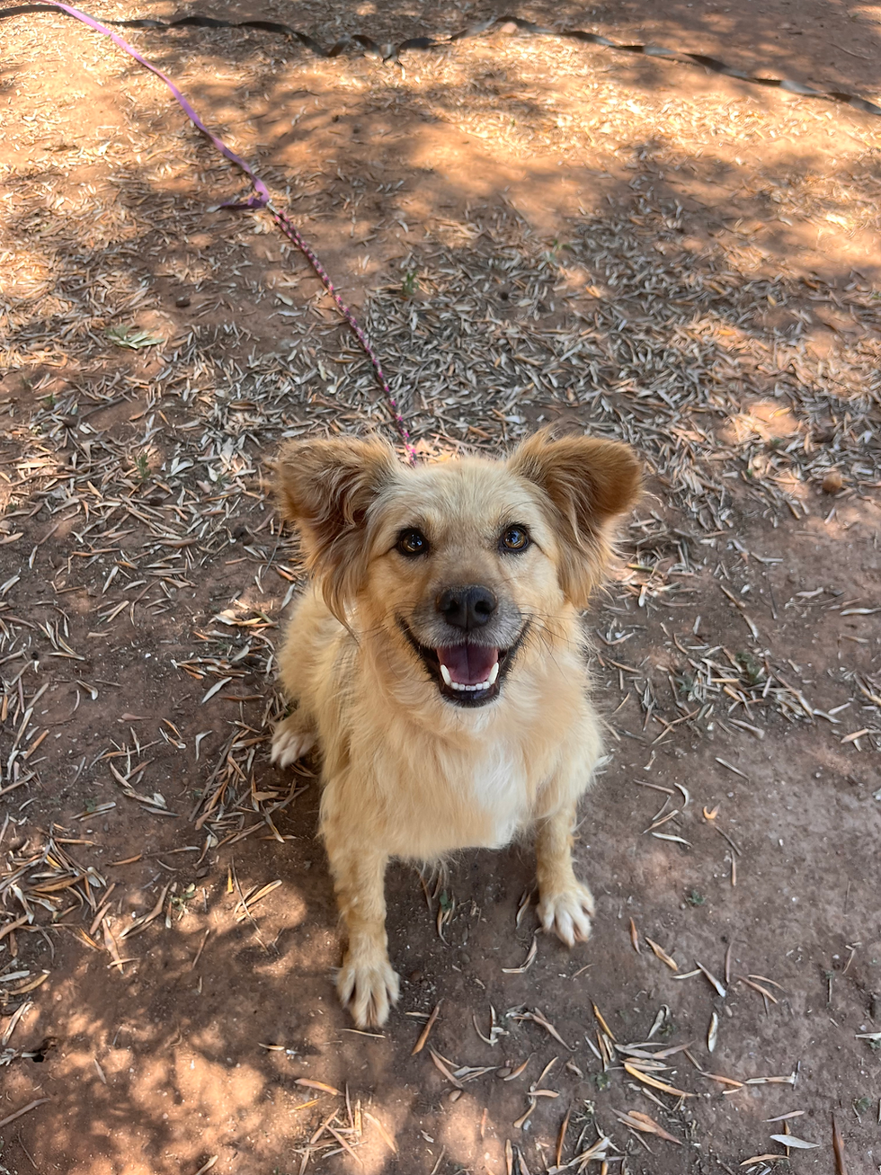 Smiling sitting medium sized dog with golden brown fur and brown eyes