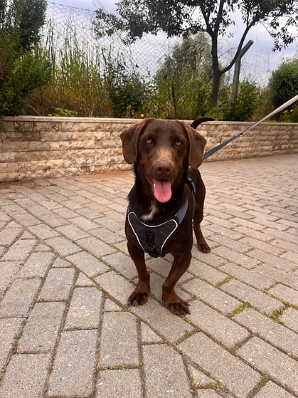 Happy smiling brown labrador like dog with green eyes