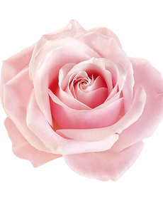 light-pink rose blossom on white background_edited.png