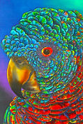  Jean-Baptiste silk painting of a  parrot