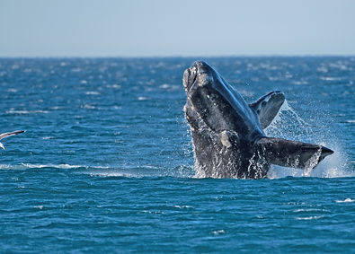 SE_Southern_Right_Whale_001.jpg