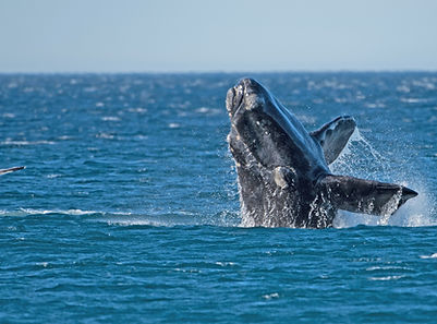 SE_Southern_Right_Whale_001.jpg