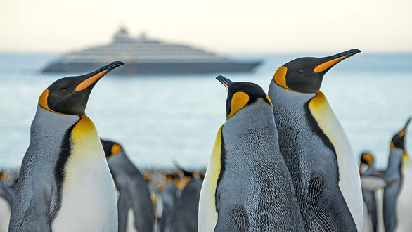 CTP_Scenic_Eclipse___Falklands_King_Penguins_1___Niko_Paulin.jpg