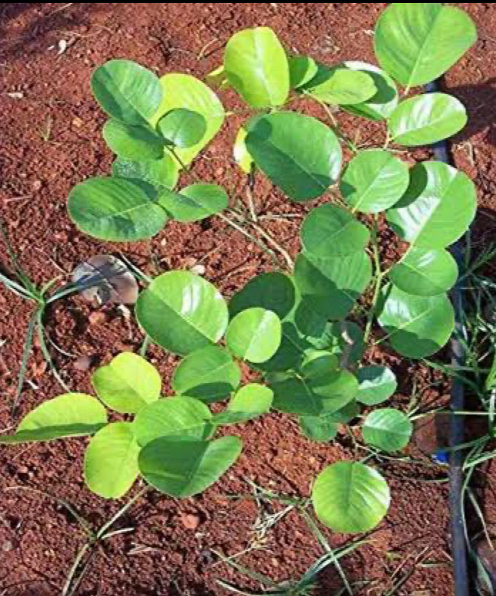 saipropertiesandprojects