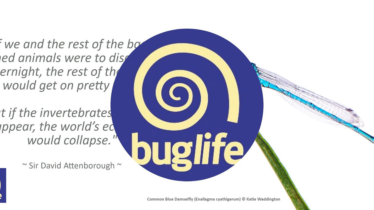 National Bee Day Buglife