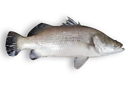 Barramundi,Seabass.jpg