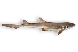 Brown-Banded Bamboo Shark.jpg