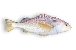 Longhead Grunt.jpg