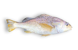 Longhead Grunt.jpg