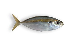 Yellowstripe Scad.jpg