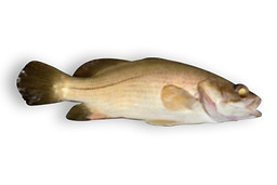 Sandbass.jpg