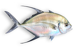 Long-Fin Trevally.jpg
