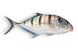 Golden Trevally.jpg