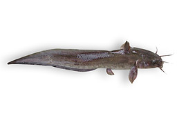 Eel-Tailed Catfish.jpg