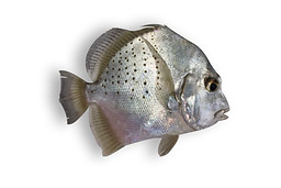 Spotted Sicklefish.jpg
