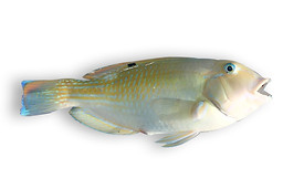 Blackspot Tuskfish.jpg