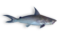 Catfish.jpg
