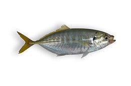 Yellowtail Scad.jpg