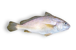 Belanger’s Croaker.jpg