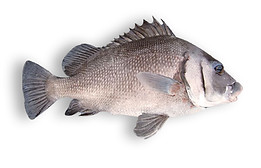Brown Sweetlips.jpg