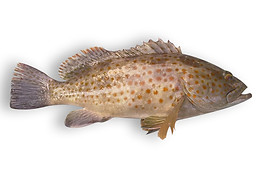 Orange Spotted Grouper.jpg