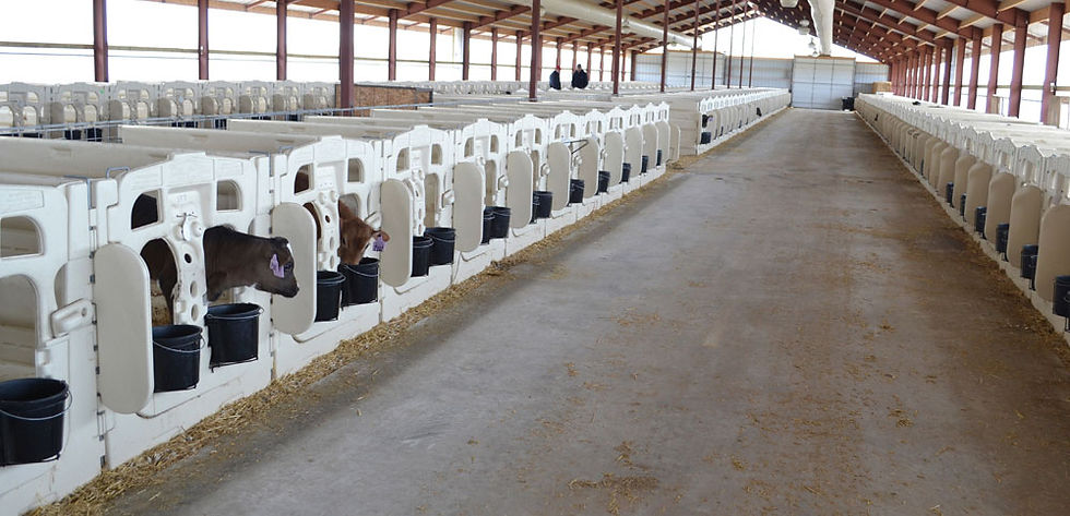 Miniatura: CALF-TEL JAULA