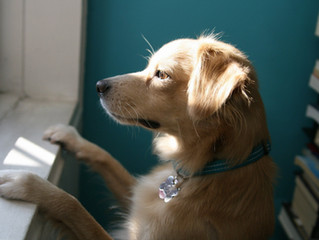 How To Prepare Your Dog For Your Return To The Office