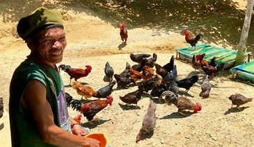 leyte-raising-chicken.jpg