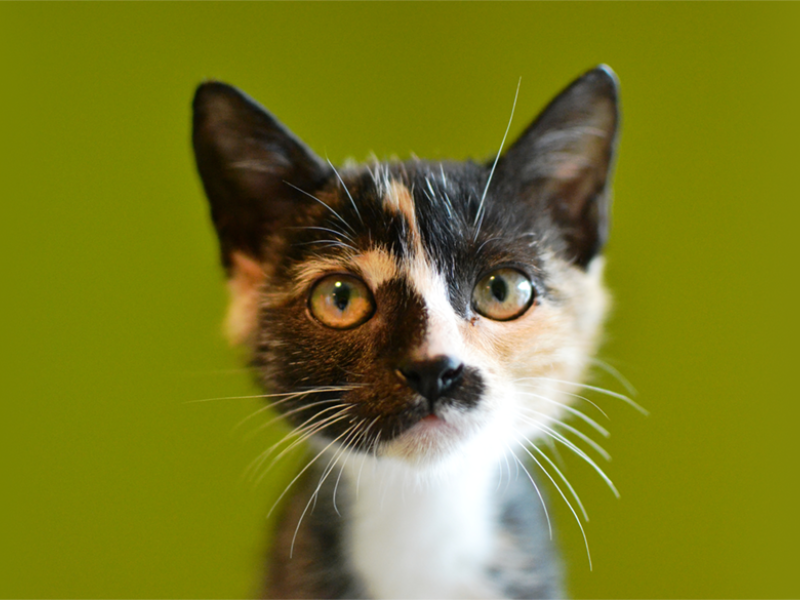 Louisiana SPCA - Interim Leadership, Digital Strategy, Growth, & Philanthropy