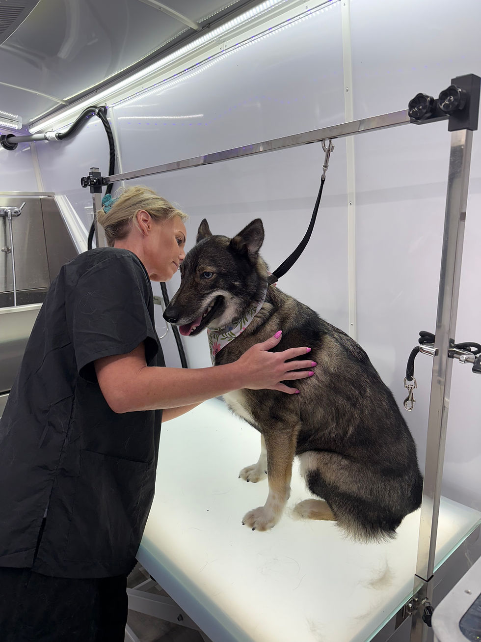 How Long Does Dog Grooming Take